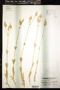 Cerastium perfoliatum image