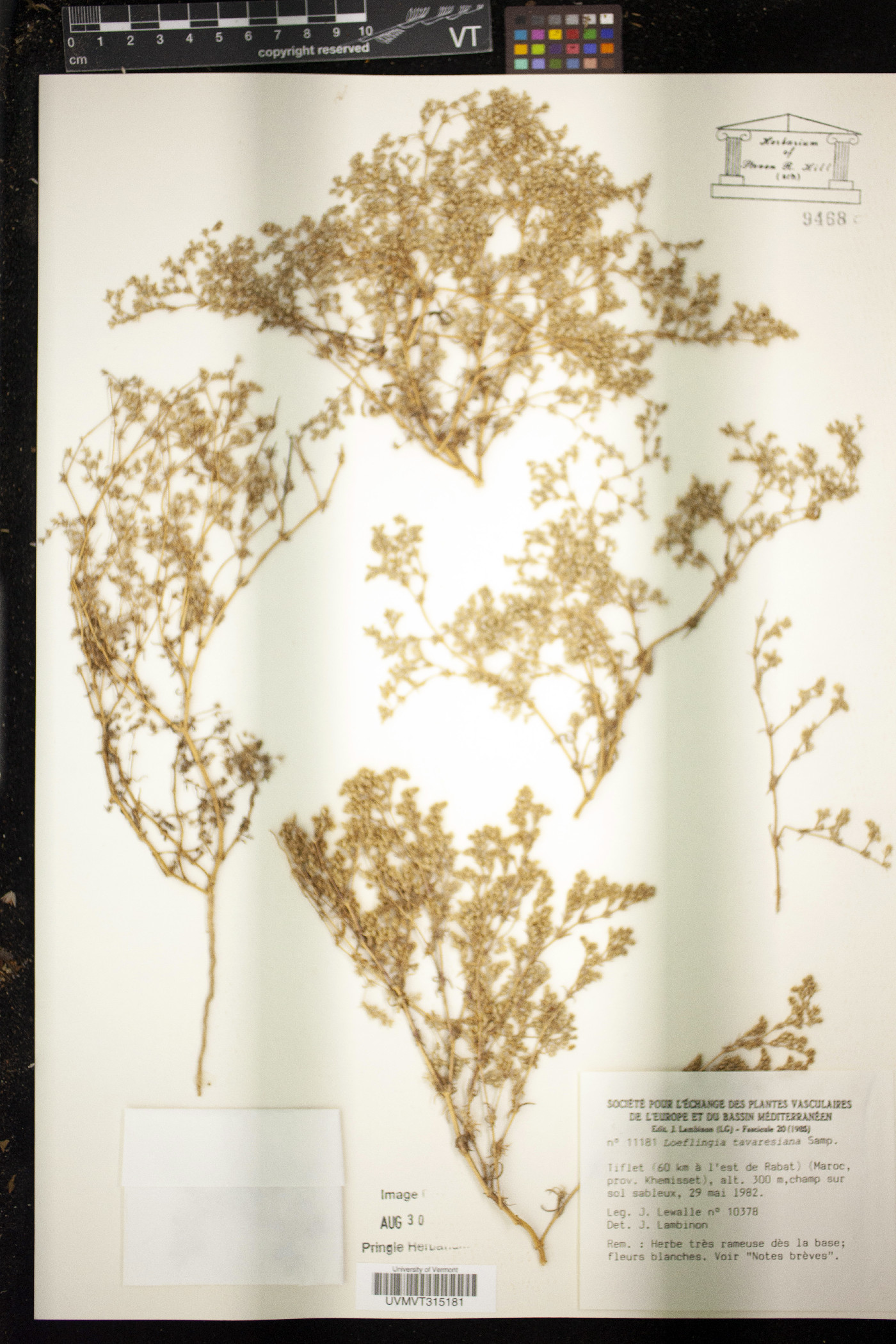 Loeflingia baetica image