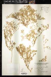 Image of Loeflingia baetica