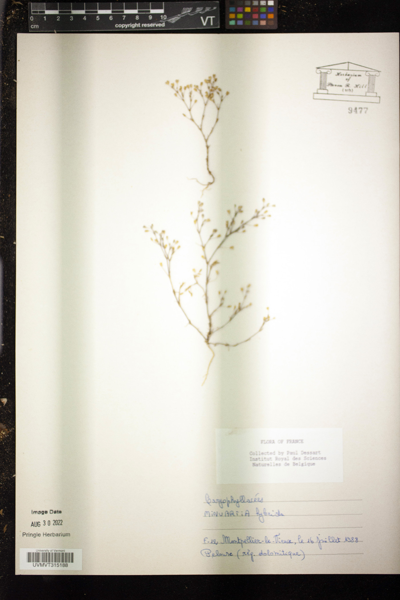 Minuartia hybrida image