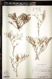 Paronychia setacea image