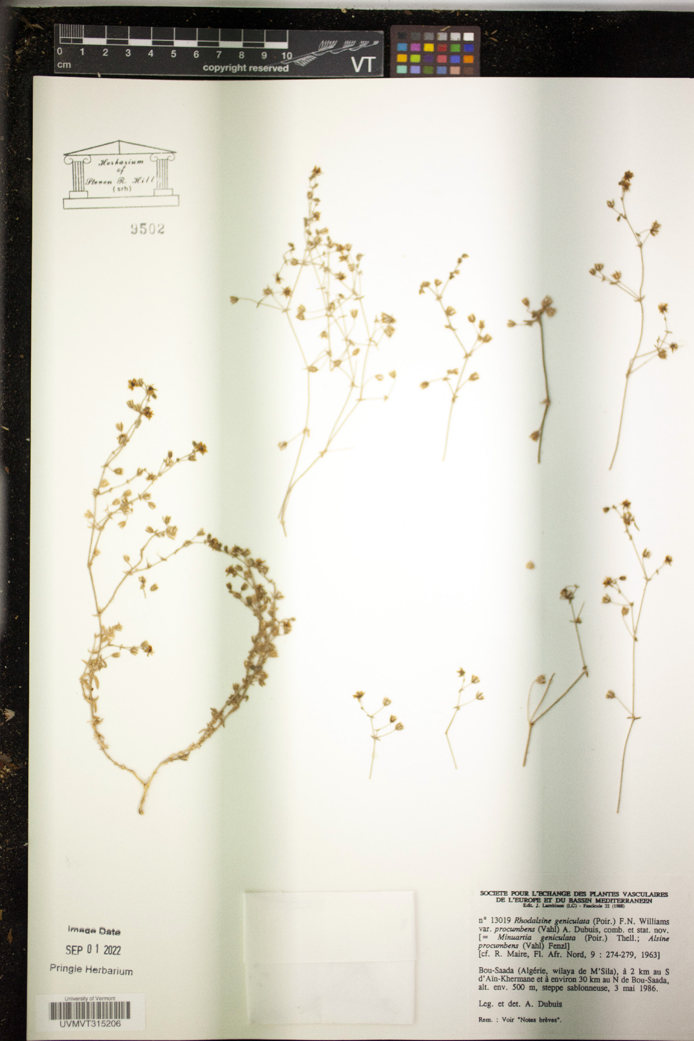 Rhodalsine geniculata image