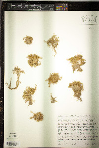 Sagina maxima subsp. crassicaulis image