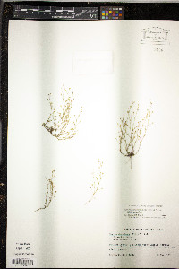 Sagina decumbens image