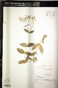 Silene armeria image