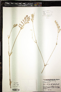 Silene bellidifolia image