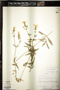 Silene latifolia image