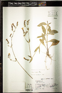 Silene latifolia image