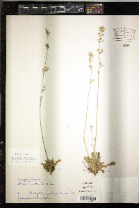 Silene artemisetorum image