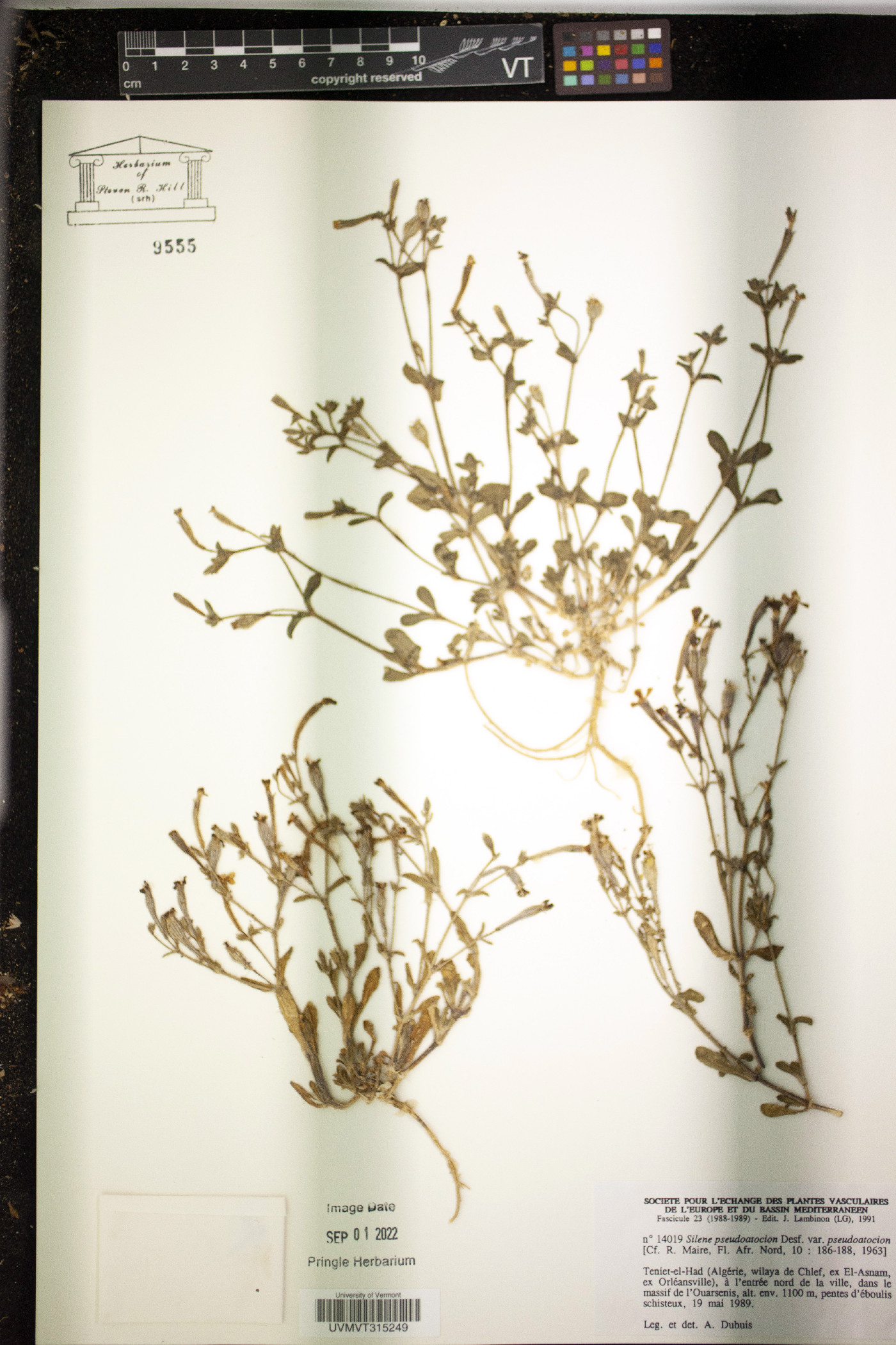 Silene pseudoatocion image