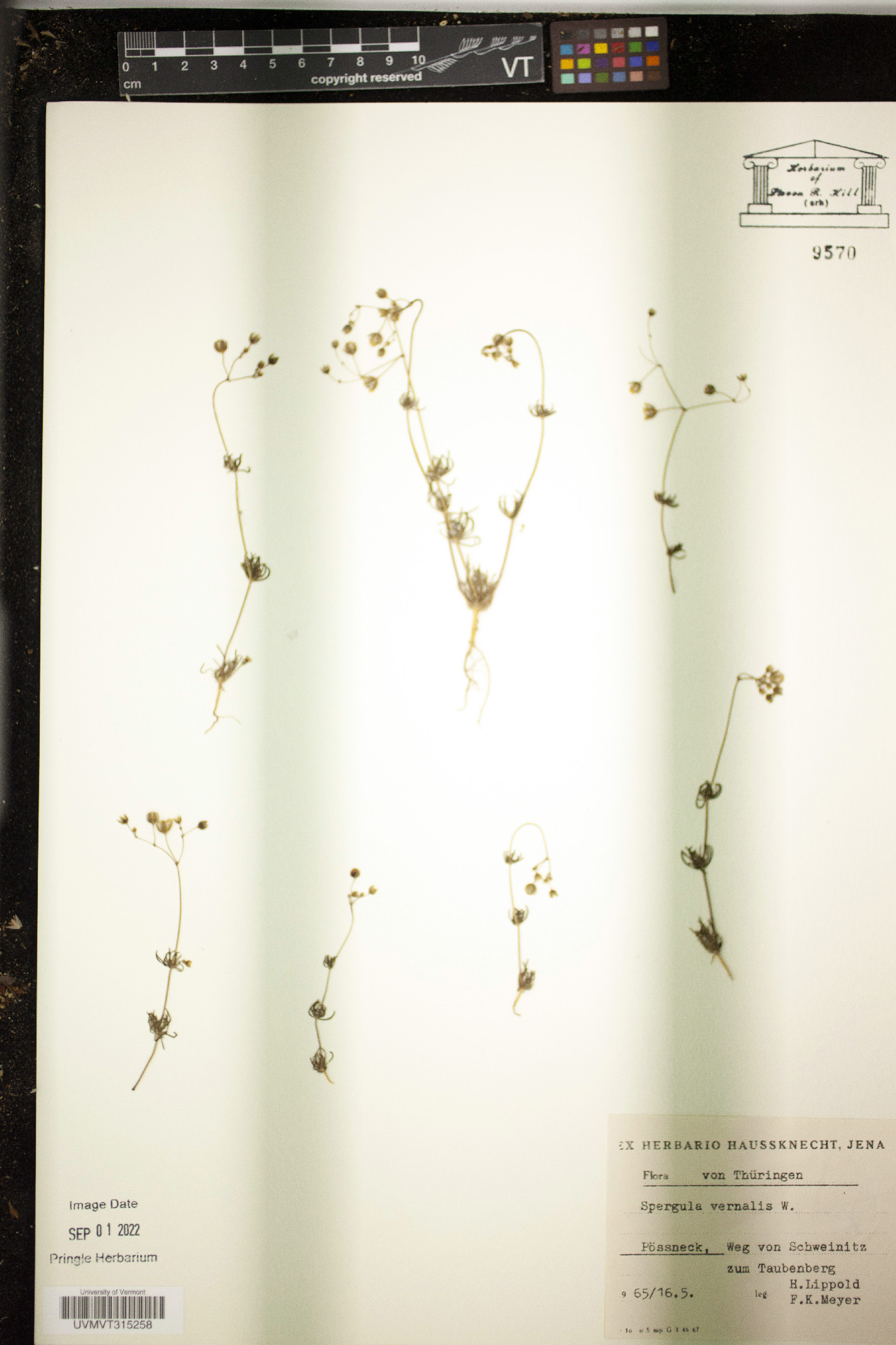 Spergula pentandra image
