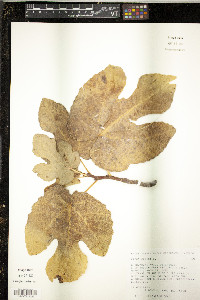 Ficus carica image