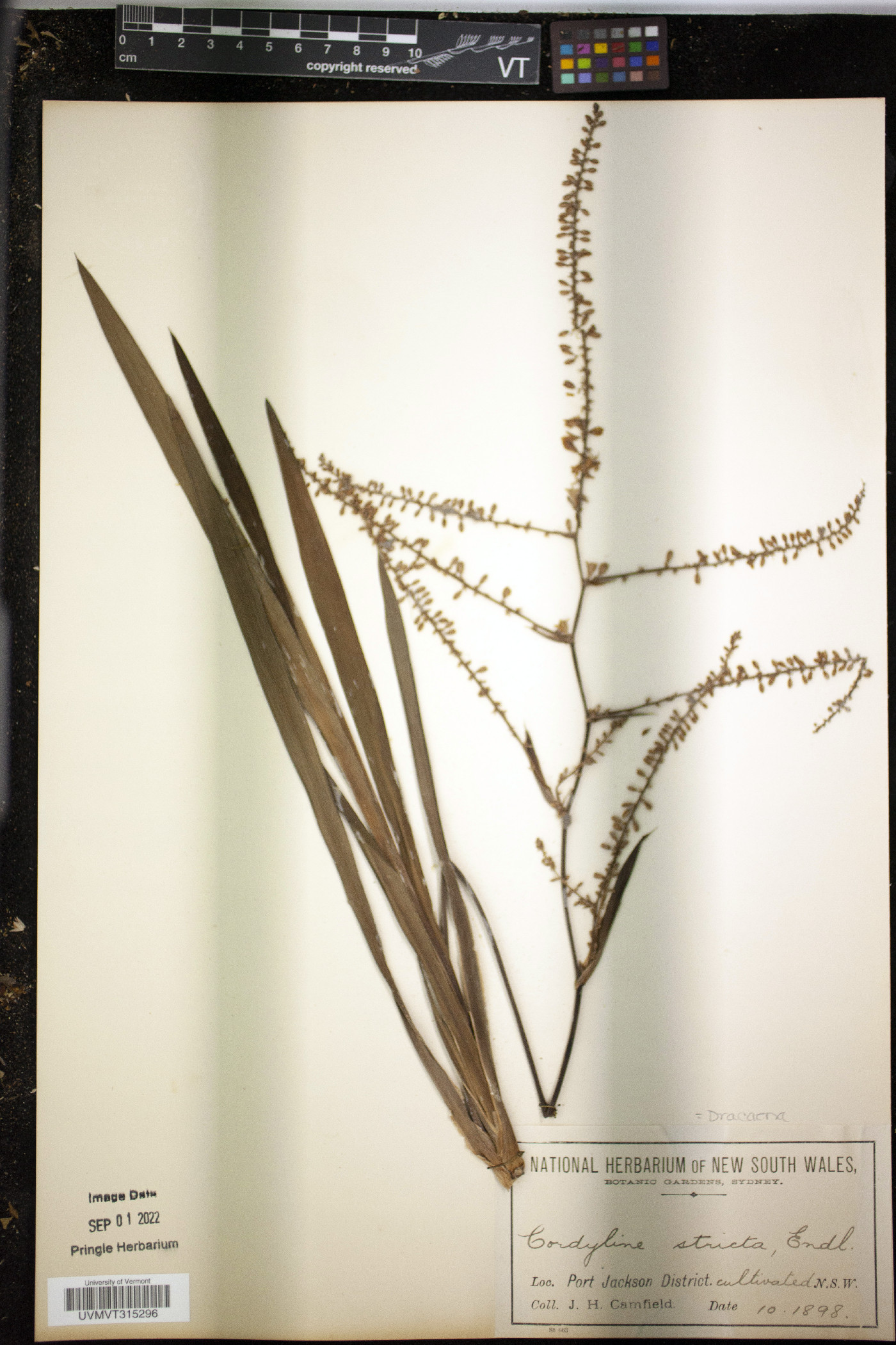 Cordyline stricta image