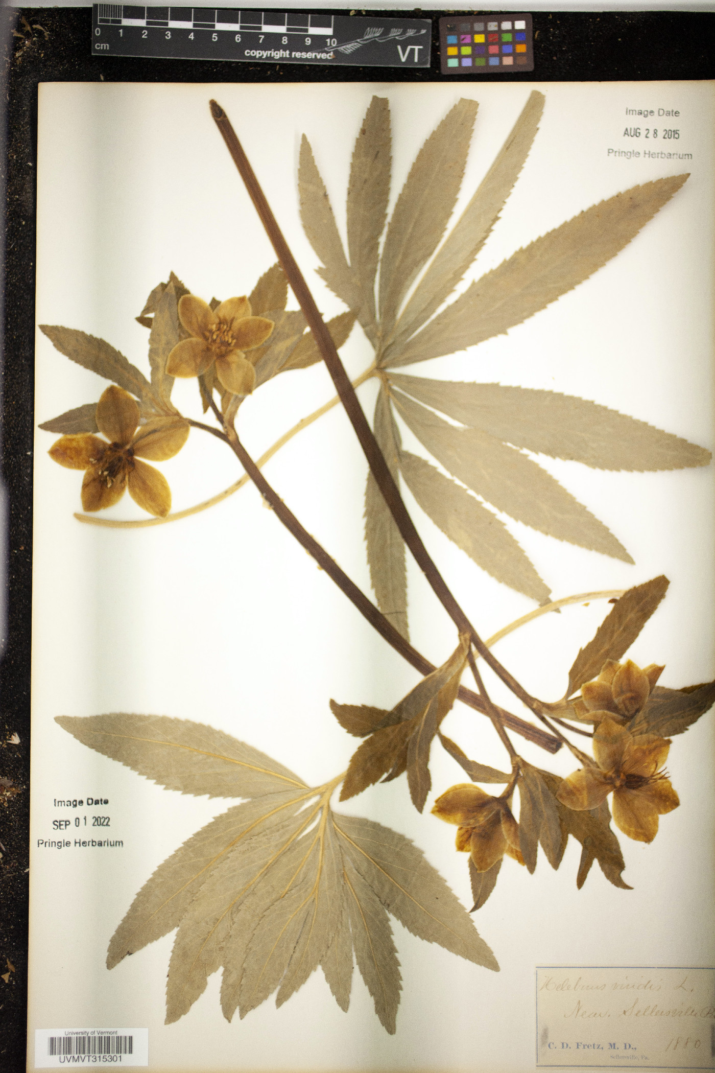 Helleborus viridis image