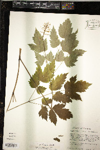 Actaea alba image