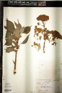 Prunus lannesiana image
