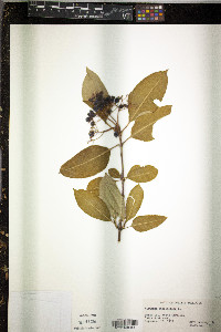 Viburnum cassinoides image