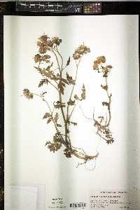 Phacelia bipinnatifida image