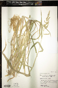 Echinochloa colona image