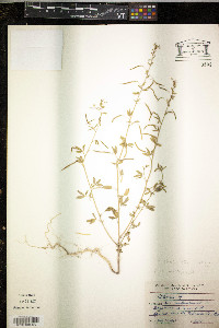 Cleome ornithopodioides image