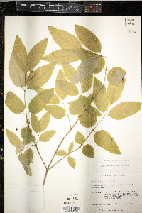 Lonicera canadensis image