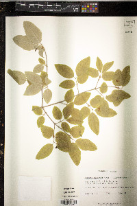 Lonicera canadensis image