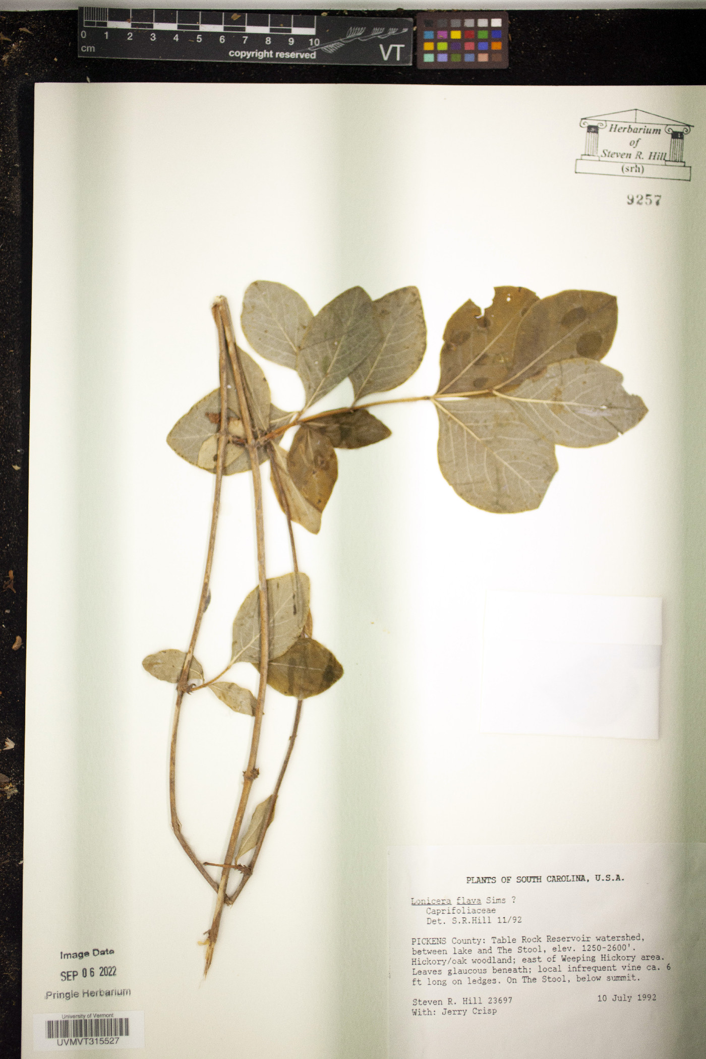 Lonicera flava image