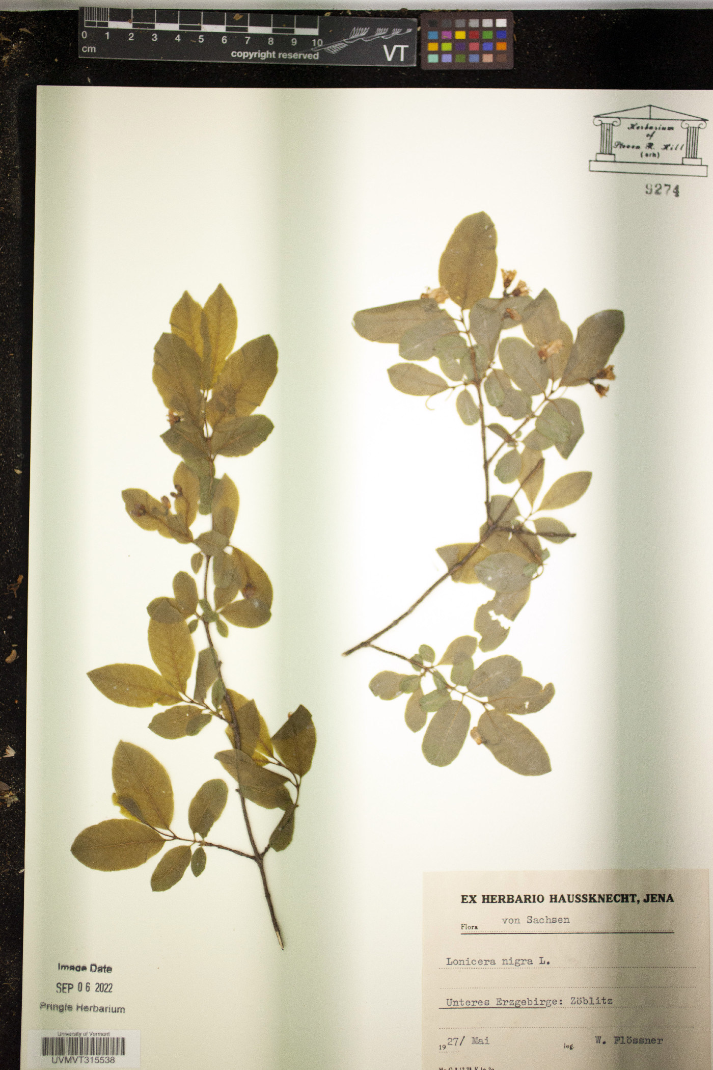 Lonicera nigra image