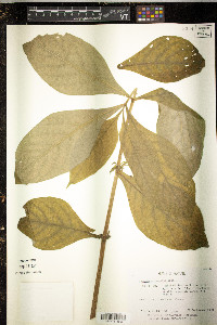 Triosteum angustifolium image