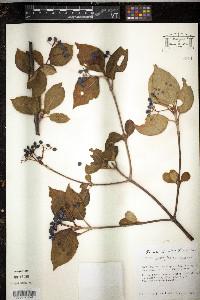 Viburnum cassinoides image