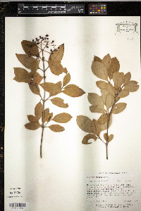 Viburnum cassinoides image