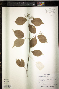 Viburnum dilatatum image