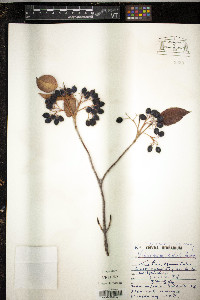 Viburnum edule image