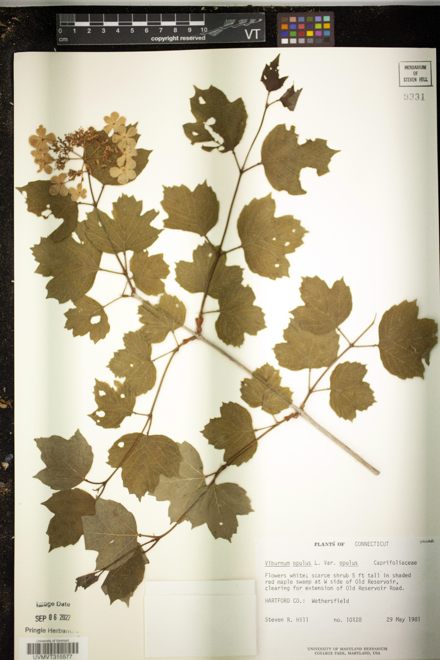 Viburnum opulus var. opulus image