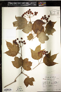 Viburnum trilobum image