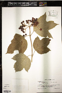 Viburnum trilobum image