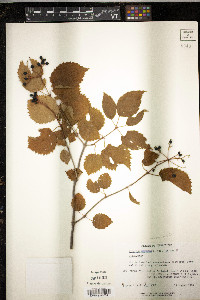 Viburnum dentatum var. lucidum image