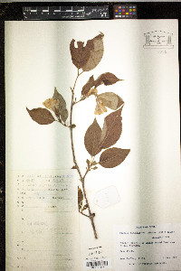 Weigela japonica image
