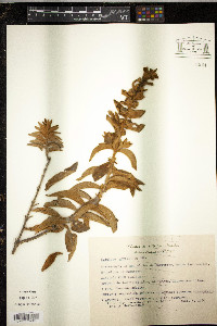 Buddleja perfoliata image