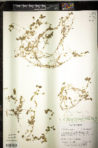 Callitriche stagnalis image