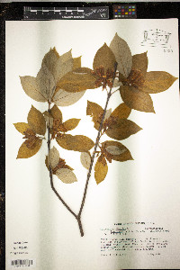 Calycanthus floridus var. laevigatus image