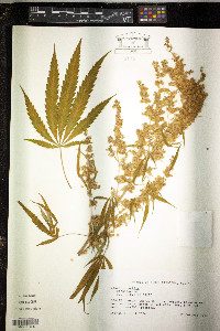 Cannabis sativa image