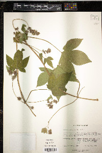 Humulus japonicus image
