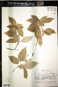 Image of Burmeistera parviflora