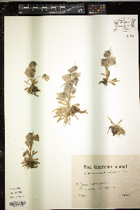 Image of Campanula alpina