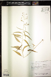 Campanula divaricata image