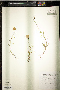 Campanula scheuchzeri image