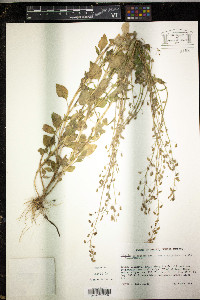 Lobelia xalapensis image