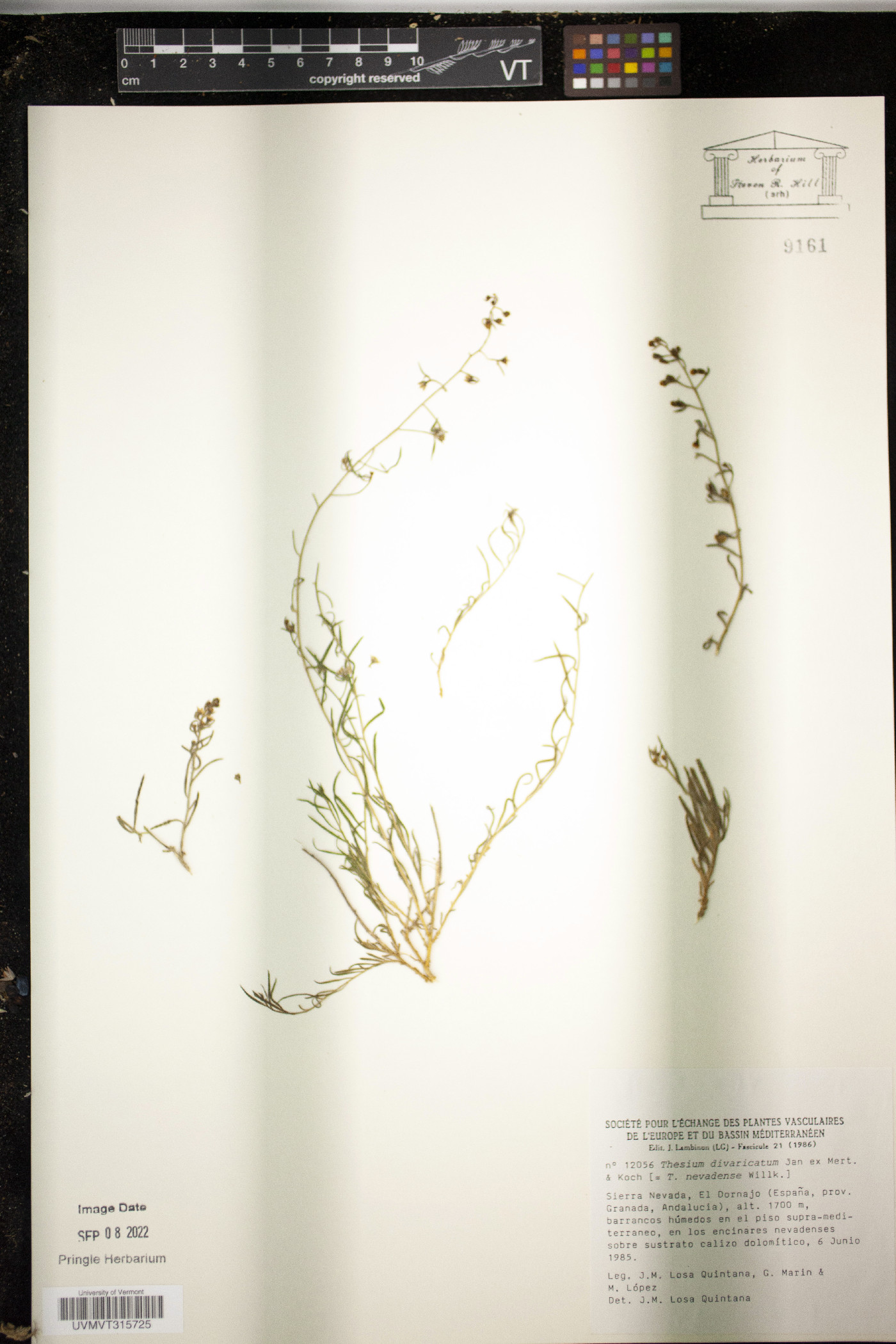Thesium divaricatum image
