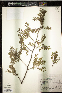 Bursera aptera image